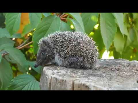 Ёжики и мусор